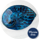 Polished Aqua Abalone  100-125mm